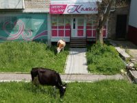 Скоро коровы исчезнут с улиц Усть-Катава
