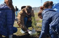 В Молодёжном парке Усть-Катава посадили 30 деревьев