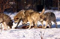 Жертвами волков в Усть-Катаве становятся как домашние, так и дикие животные