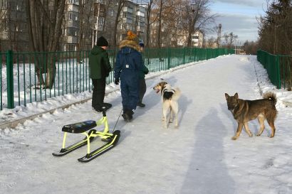 В Усть-Катаве бездомные собаки становятся опасными для людей