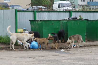 О проблеме бродячих собак в Усть-Катаве