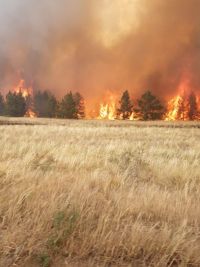 В Карталинском районе сильный лесной пожар