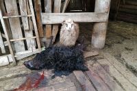 Собаки загрызли овец во дворе устькатавца