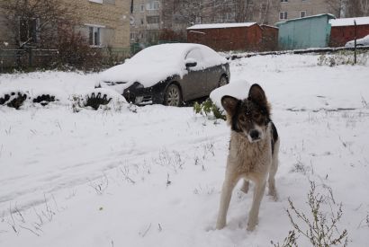 Утверждены новые Правила содержания домашних животных