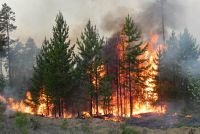С потеплением риск возникновения лесных пожаров возрастает