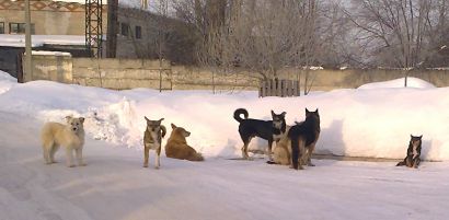 В Усть-Катаве начался отлов собак!
