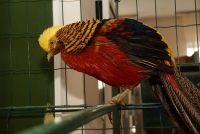 В Усть-Катаве открылась выставка певчих птиц со всего мира