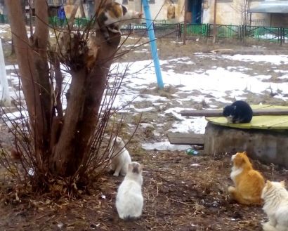 В Усть-Катаве подтвердилось бешенство у кошки