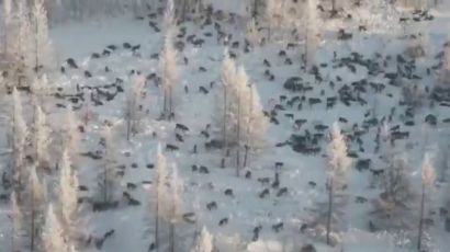 Специалисты опровергают нашествие волков на Челябинскую область