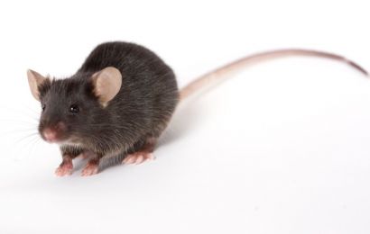 Бешеная мышь укусила жительницу Усть-Катава