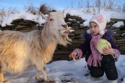 Накормить Козу – главный рецепт новогоднего стола