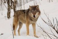 В Усть-Катаве жертвами волков стали уже две домашние собаки
