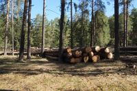 Жители Усть-Катава взволнованы вырубкой леса в посёлке Первомайский
