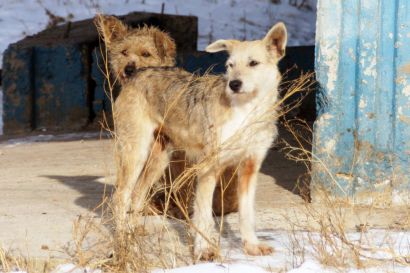 В Усть-Катаве объявили аукцион на отлов бродячих собак