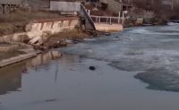 На городском пруду Усть-Катава поселился бобр