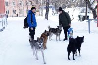 Собаки в городе