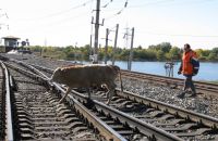 Уберите скотину с железнодорожных путей!