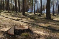 Выявлен факт незаконной вырубки леса