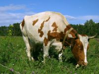 В Усть-Катаве корова четыре дня прожила в подполье