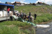 В городской пруд Усть-Катава выпустили мальков карпа