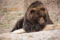 Минэкологии предупредило об опасном увеличении численности медведей на Южном Урале