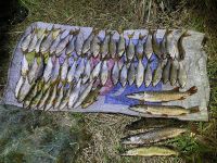 В Усть-Катаве возбудили уголовное дело за незаконную добычу рыбы