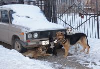 В Усть-Катаве начинается отлов бродячих собак